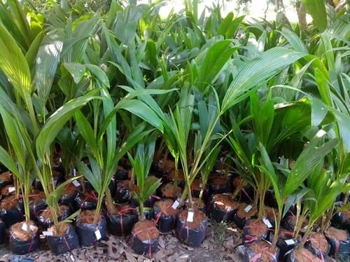 Cây dừa giống là gì? Yêu cầu kỹ thuật đối với cây dừa giống như thế nào?