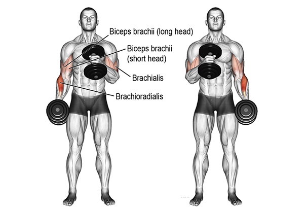 Hướng dẫn cách tập tạ tay đúng cách
