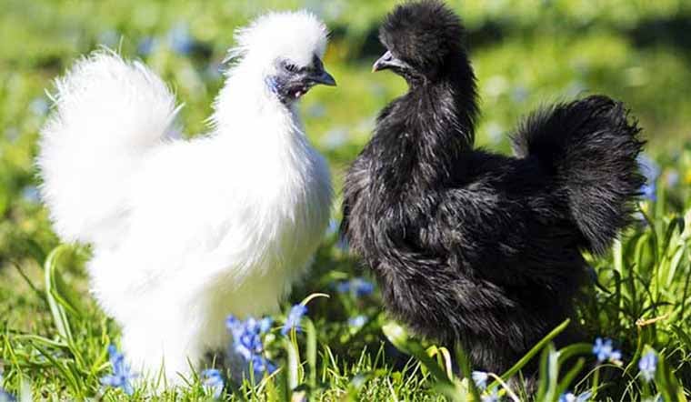 Thịt gà ác có dinh dưỡng cho sức khỏe không?
