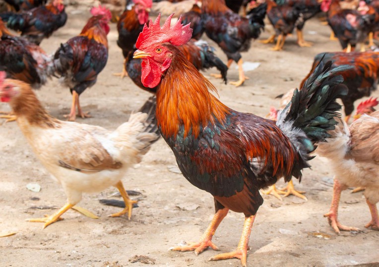 Cách luộc gà ngon, vàng ruộm và không bị nứt da đơn giản nhất