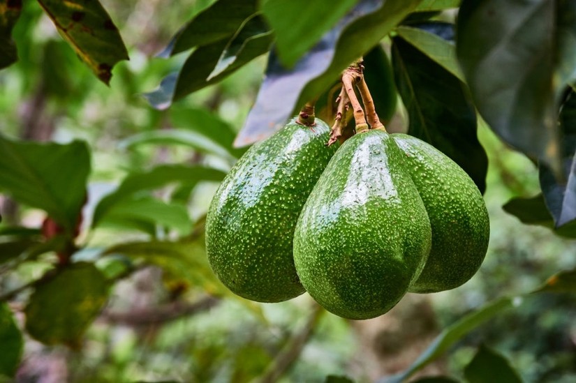 Dấu hiệu cho thấy quả bơ đã hỏng