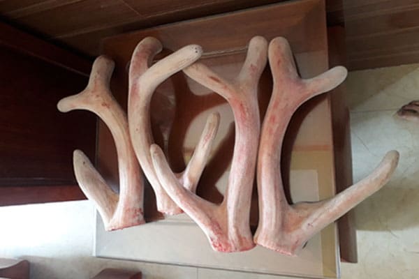 Công dụng chữa bệnh của nhung hươu