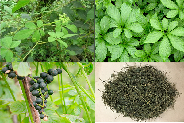 Cây giảo cổ lam ở đâu và có tác dụng như thế nào?