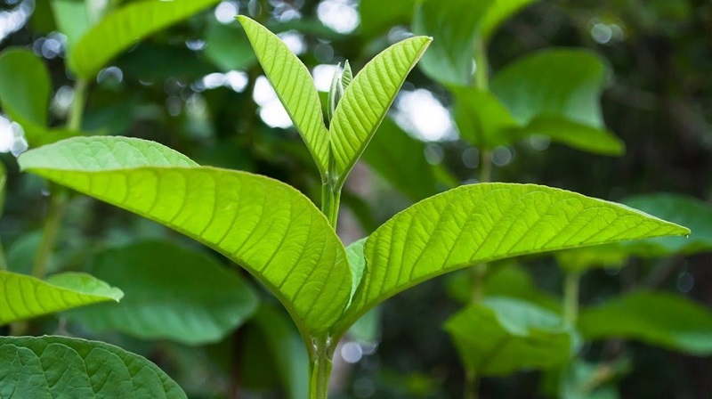 Các tác dụng của lá ổi với da theo như kinh nghiệm dân gian