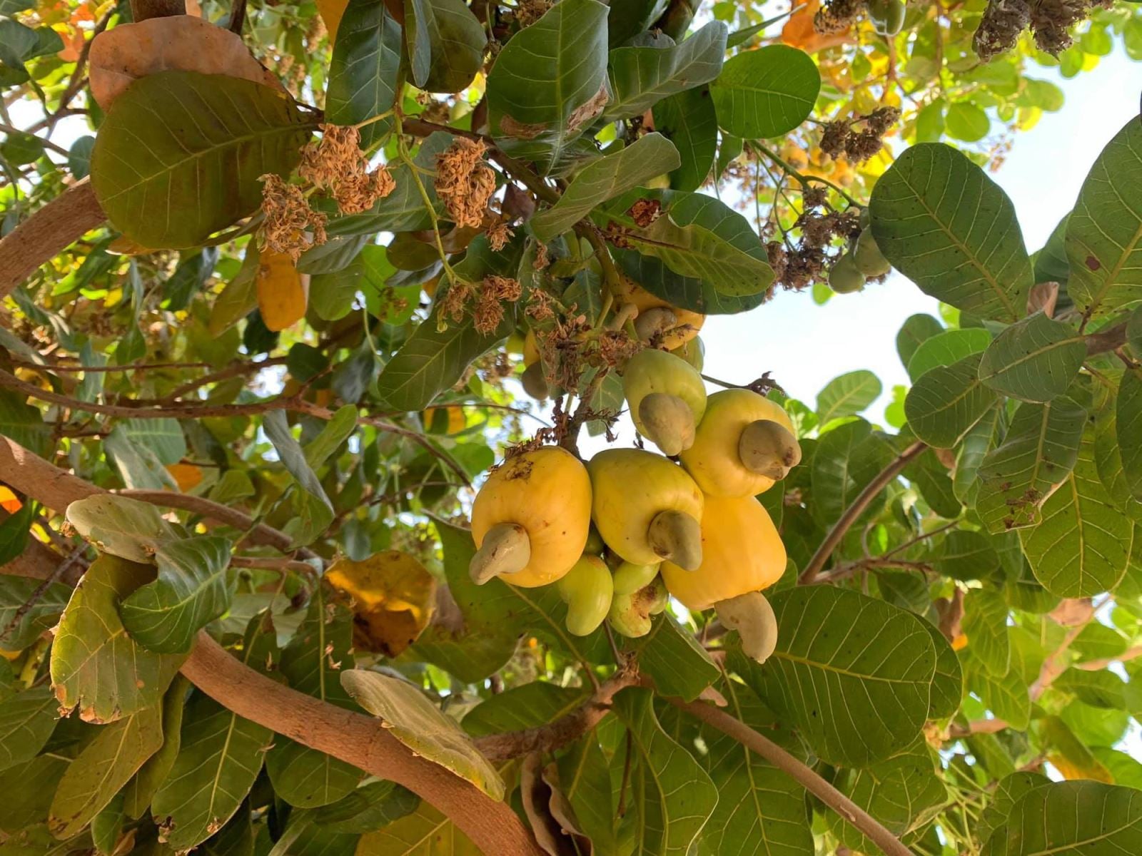 Cộng dụng của quả đào lộn hột (quả điều) là?