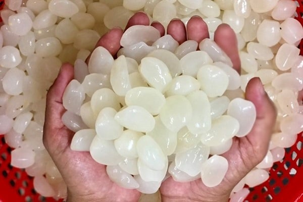 Hạt đác là gì? Công dụng, cách chế biến và bảo quản hạt đác