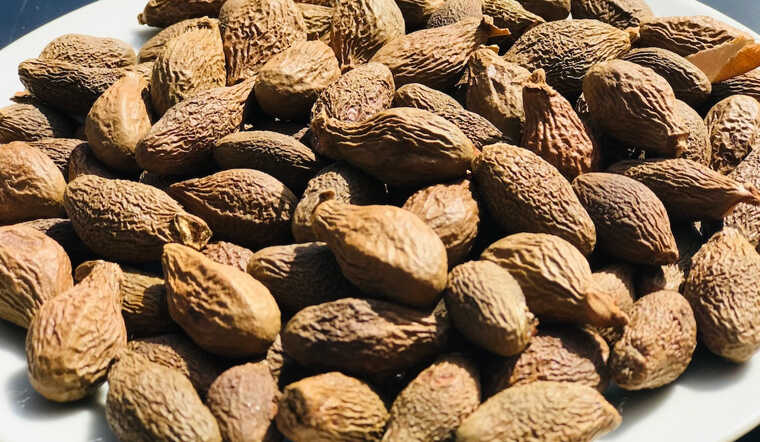 Hạt đười ươi là gì? Những tác dụng của hạt đười ươi với sức khỏe