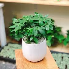 Cây Ngũ gia bì có tác dụng gì đối với sức khỏe ?