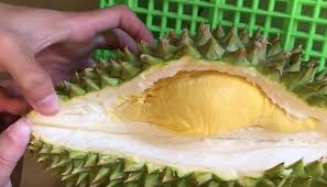 Hướng dẫn cách bổ sầu riêng nhanh chóng, đơn giản không bị gai đâm