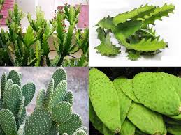 ​Những tác dụng của xương rồng mà không phải ai cũng biết