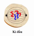 Ý nghĩa cơ bản của quá trình nguyên phân là gì? Lý giải nguyên nhân?