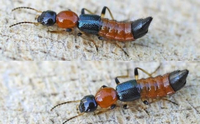 Bị kiến ba khoang cắn thì bôi thuốc gì?