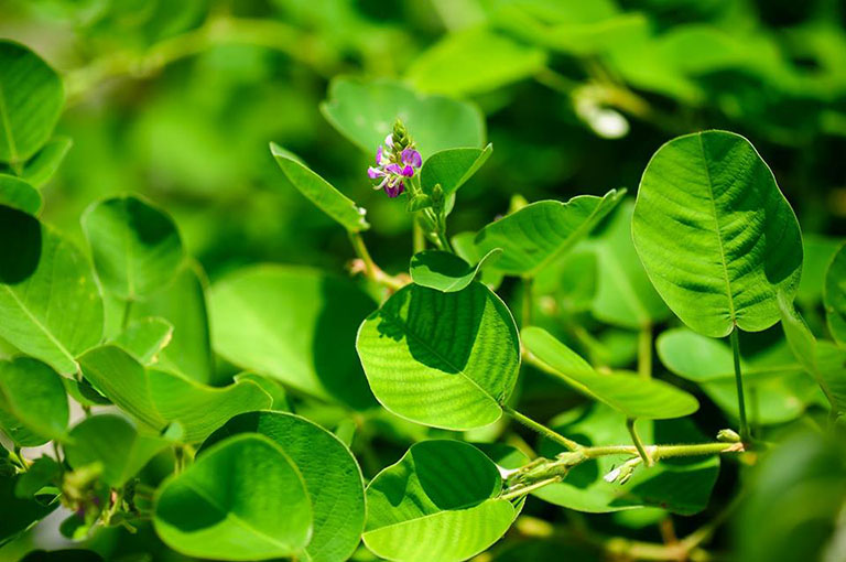 Kim tiền thảo có tác dụng như thế nào?
