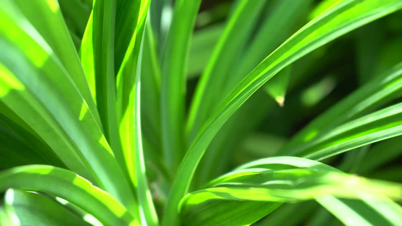 Hướng dẫn cách làm màu thực phẩm đơn giản, an toàn bằng các nguyên liệu tự nhiên
