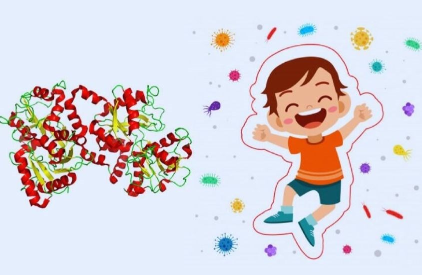 Lactoferrin là gì? Lactoferrin có vai trò gì trong hệ miễn dịch?