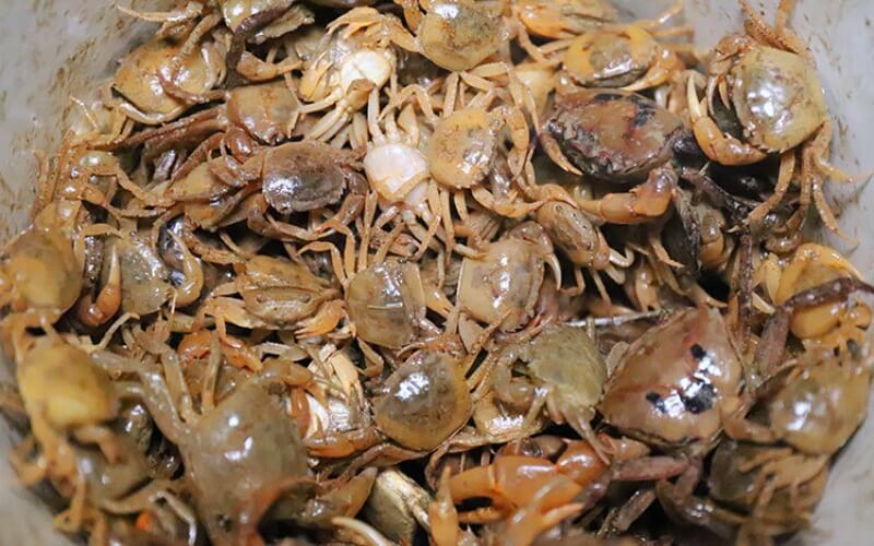 Cách bảo quản cua biển sống, cua đồng và cua hoàng đế đơn giản