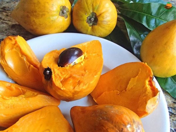 Quả trứng gà là quả gì? Tác dụng của quả trứng gà