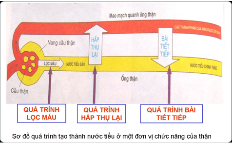 Giải Sinh học 8 Bài 39: Bài tiết nước tiểu