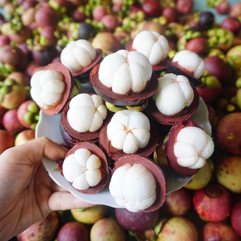 Măng cụt trồng ở đâu, bao nhiêu tiền 1kg? Mùa măng cụt là mùa nào?