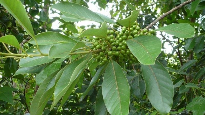 Công dụng của cây màng tang mà không phải ai cũng biết