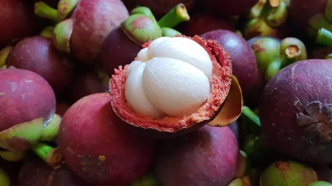 Măng cụt trồng ở đâu, bao nhiêu tiền 1kg? Mùa măng cụt là mùa nào?