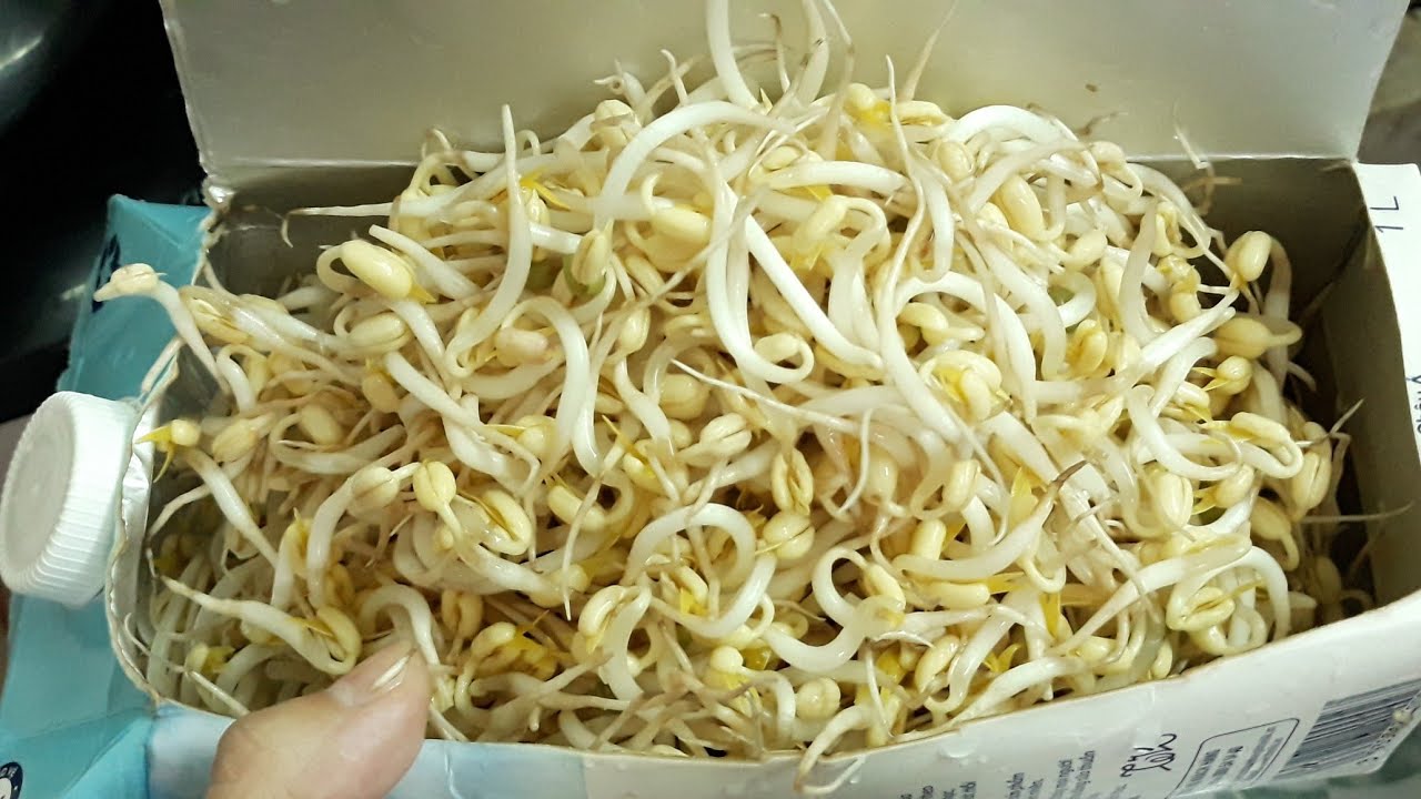 Cách làm giá đỗ tại nhà bằng hộp sữa siêu dễ, ai cũng nên biết