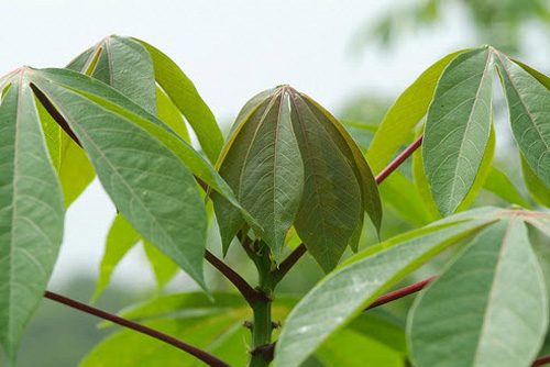 Ăn rau sắn có tốt không? Những điều cần biết về rau sắn