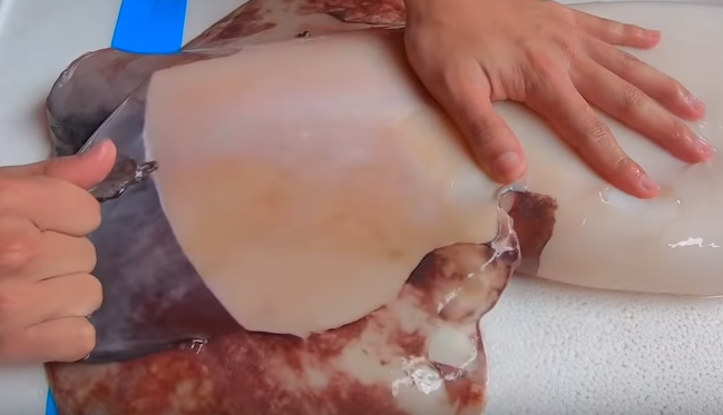Mực xà là loại mực gì? Các món ngon từ mực xà