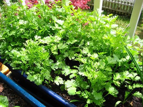 Những tác dụng của rau mùi tàu không thể bỏ lỡ