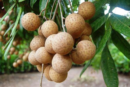 Quả nhãn ăn có tốt cho bà bầu không?