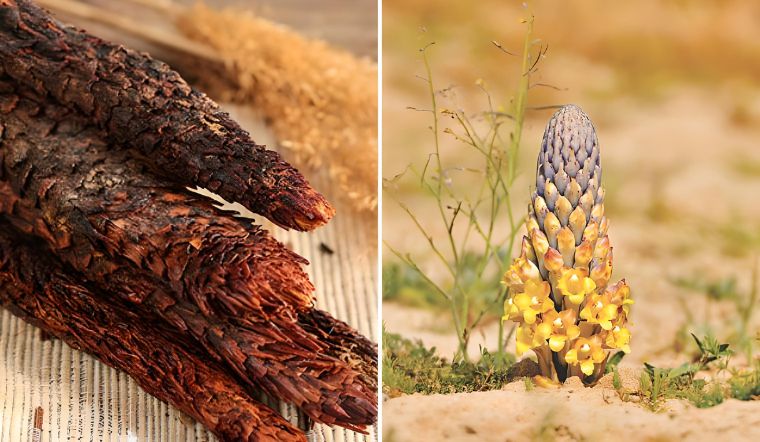 Nhục thung nhung có tác dụng gì đối với sức khoẻ?