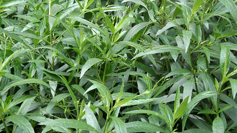 Thảo dược xuyên tâm liên có tác dụng gì đối với sức khỏe ?