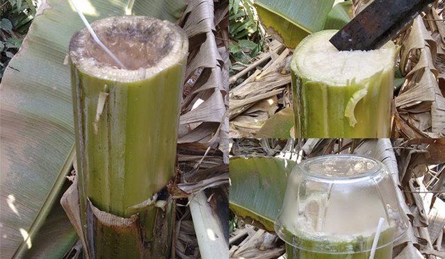 Lợi ích của thân cây chuối mà không phải ai cũng biết