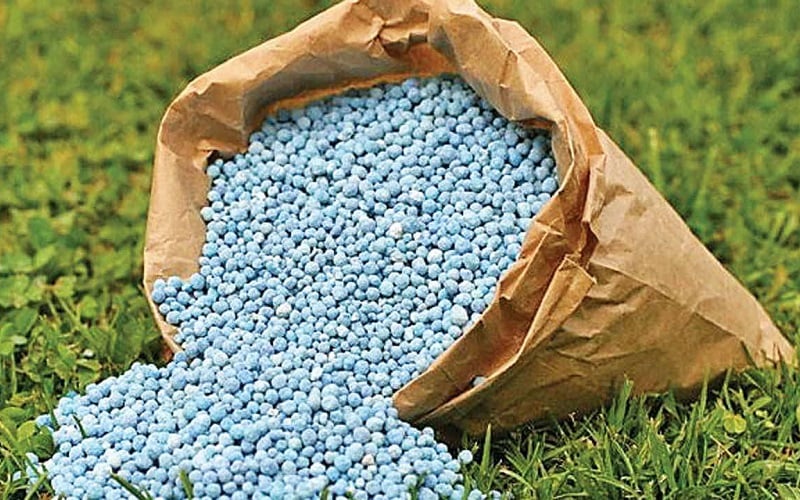 Phân đạm là gì? Các tác dụng của phân đạm đối với cây trồng?