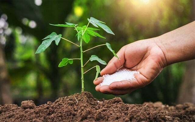 Phân bón có vai trò gì đối với thực vật?