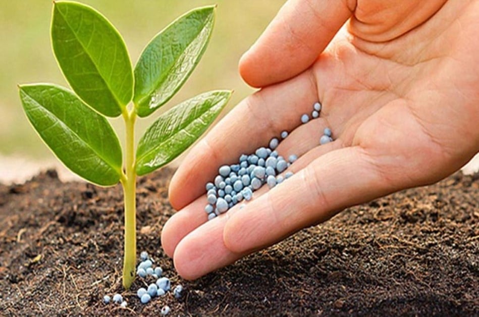 Phân bón có vai trò gì đối với thực vật?
