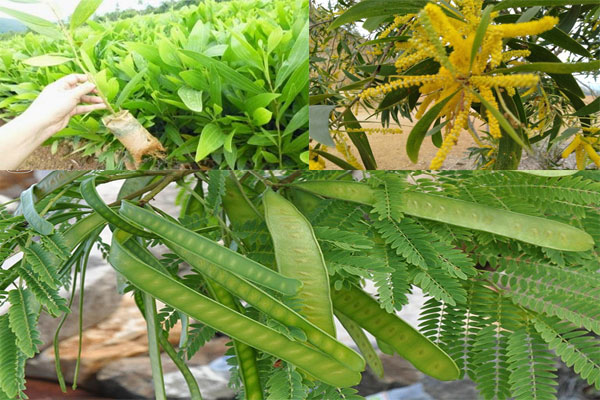 Keo dậu: Công dụng ,cách chữa bệnh