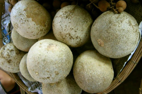 Trái quách (Wood apple) là quả gì? Lợi ích đáng ngạc nhiên của trái quách
