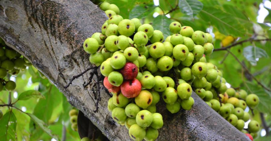 Thực hư việc ăn quả sung có tốt cho sức khỏe?