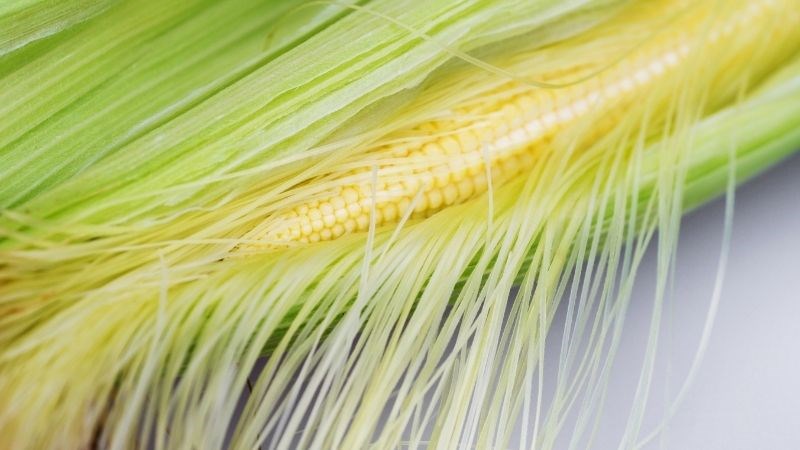 Uống nước râu ngô hỗ trợ chữa bệnh gì?