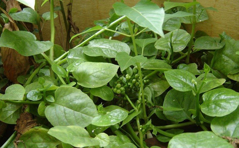Ăn rau mồng tơi có tốt không? Ai không nên ăn nhiều rau mồng tơi?