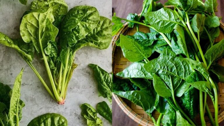 Rau chân vịt là gì? Rau chân vịt có phải rau mồng tơi không?