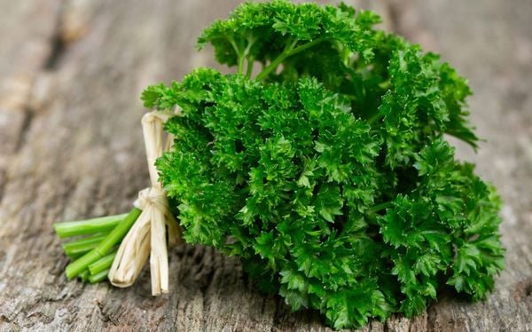 Rau mùi tây Parsley là gì? Tác dụng của Rau mùi tây Parsley
