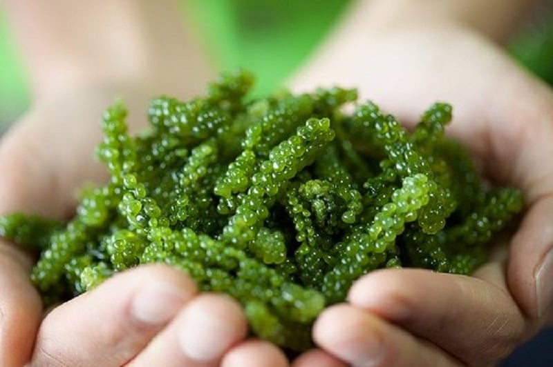 Rong nho là gì? Cách chế biến và bảo quản rong nho tươi ngon nhất