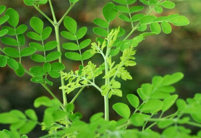 Cho trẻ ăn rau chùm ngây như thế nào cho đúng?