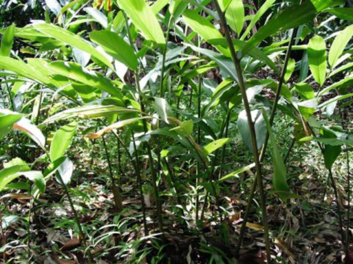 Cây sa nhân có tác dụng gì đối với sức khoẻ?