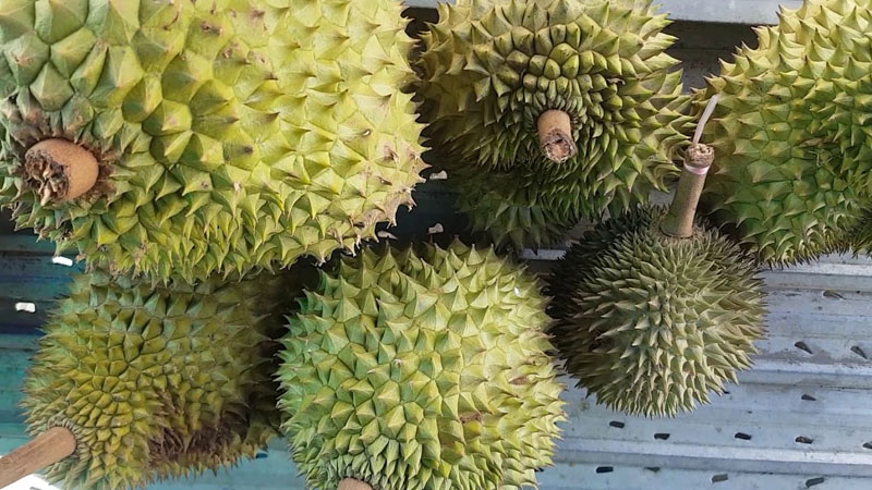 Sầu riêng chuồng bò là gì? Cách phân biệt sầu riêng chuồng bò và ri6