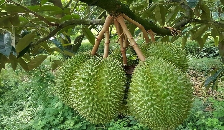 Sầu riêng có những giá trị dinh dưỡng như thế nào?