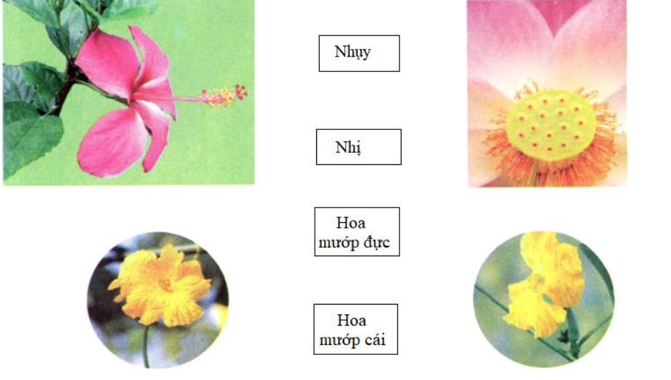 Vở bài tập Khoa học lớp 5 bài 51 Cơ quan sinh sản của thực vật có hoa