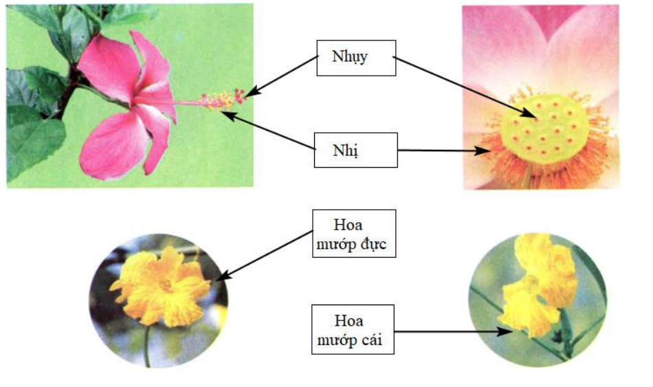 Vở bài tập Khoa học lớp 5 bài 51 Cơ quan sinh sản của thực vật có hoa